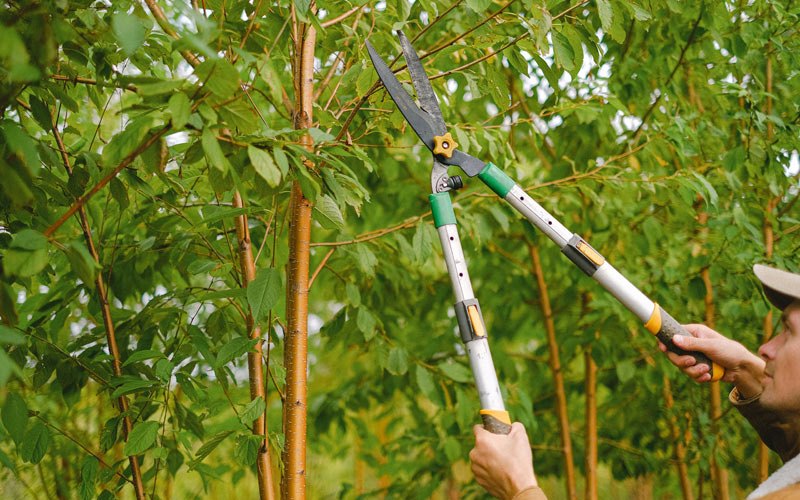 Tree trimming in Carterville, MO